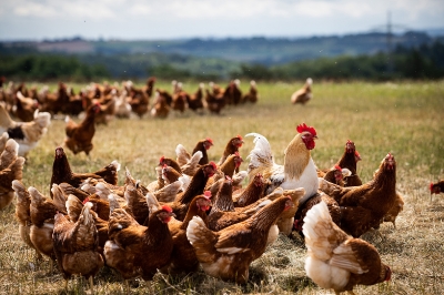Bannsteinhof Mörsbach