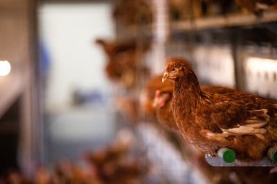 Bannsteinhof Mörsbach